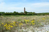  Strand mit Leuchtturm und gelben Blumen im Sommer bei Behrensdorf an der Ostsee