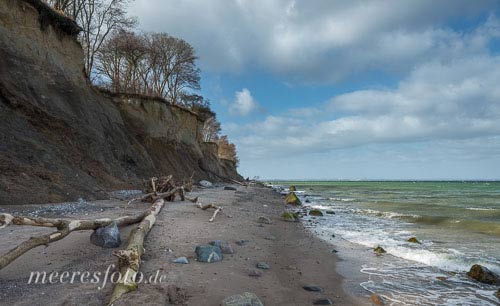 Die Steilküste bei Brodten und heruntergestürzte Bäume am Ostseestrand im Frühjahr