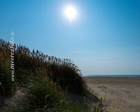  Dünengras und die Nordsee im Gegenlicht der Sonne am Strand der Insel Röm