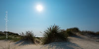  Dünengras und Sanddünen am Strand der dänischen Insel Röm im Gegenlicht der Sonne