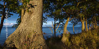  Das Licht des Sonnenuntergangs beleuchtet Bäume am Ufer der Ostsee auf Fehmarn