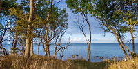  Ein Blick durch Bäume auf den Horizont der Ostsee vor der Insel Fehmarn