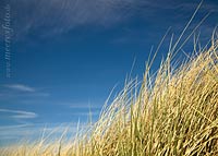  Dünengras und sommerlicher blauer Himmel auf der Ostseeinsel Fehmarn