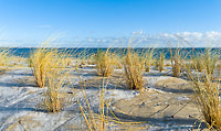 Das Dünengras biegt sich im Wind eines winterlichen Vormittags am Ostseestrand von Haffkrug