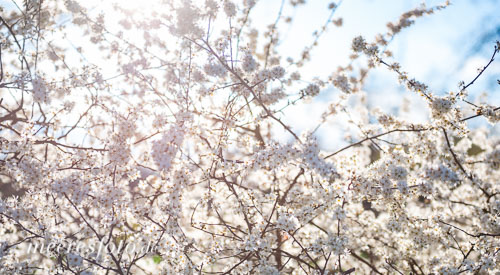 Frühlingsblüten im Gegenlicht der Sonne im Hinterland von Heikendorf
