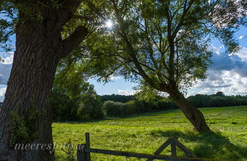 Sonnenstrahlen fallen durch eine Baumkrone in einer Landschaft zwischen Heikendorf und Laboe