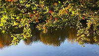 Herbstblätter über dem Teich und Reflexionen der Bäume im Teich des Kieler Schrevenparks
