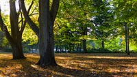 Bäume mit Herbstlaub im Schrevenpark in Kiel –  DETAIL: Dieses Foto nutzt starke Schärfe-Unschärfe Kontraste.