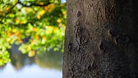  Baumrinde mit Schnitzereien und Herbstlaub im Gegenlicht der Sonne im Schrevenpark