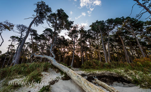  Ein kahler Baum liegt am Waldrand zwischen Dünen und Strand auf dem Darß