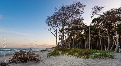  Ein Waldstück am Ostseeufer des Darß mit aufgeschichteten Zweigen und Ästen als Windschutz für Strandbesucher #2