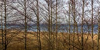  Blick durch kahle Bäume und Schilf im Frühjahr auf die Ostsee der Eckernförder Bucht