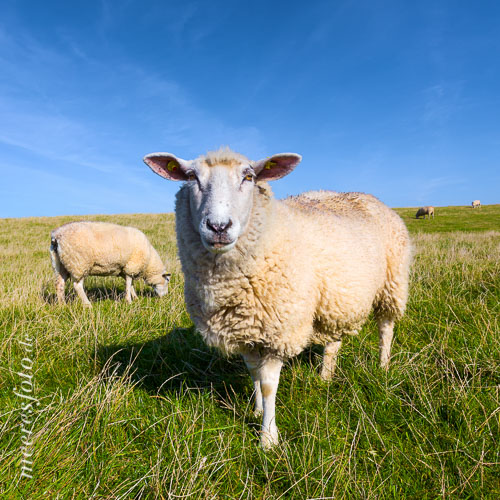 Schaf im Portrait an einem Deich auf Nordstrand zwischen Westen und Süderhafen