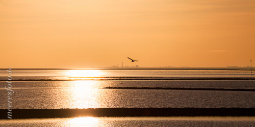 Möwe im Sonnenuntergang bei Nordstrand mit dem Leuchtturm und den Hafenanlagen von Pellworm am Horizont.