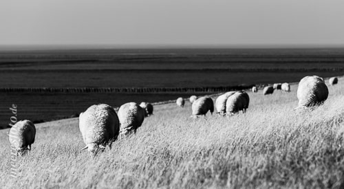 Schafe am Deich bei Süderhafen auf Nordstrand mit der Nordsee am Horizont