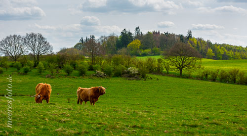 Galloway-Rinder in der hügeligen Landschaft der Holsteinischen Schweiz in Panker