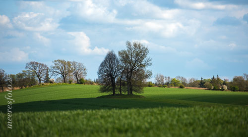 Grabhügel mit Bäumen an einem sonnigen Frühlingstag auf einem Feld beim Gut Panker