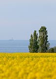  Rapsfeld am Ostseeufer bei Stein mit Blick auf den Leuchtturm Kiel an einem Frühlingstag