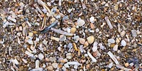  Schalen von Muscheln und Schnecken im feinen Kies am Strand von List