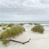  »Amrumer Odde mit Dünen und Ast« DETAIL: Ein verwitterter Ast liegt markant auf dem hellen Sand zwischen kleinen Dünen, an der Grenze von Dünenlandschaft und Strand.