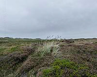  »Dünenlandschaft bei Nieselregen mit Strandhafer auf Amrum« DETAIL: Die friesische Frische eines stürmischen und feuchten Herbstatages in den Dünen von Amrum.