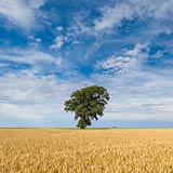 TITEL: »Baum im sommerlichen Kornfeld bei Behrensdorf« DETAIL: Federwolken (Cirrus) ziehen an diesem sonnigen Tag über den Himmel. Der Baum steht in einem Feld, welches direkt am Strand der Ostsee endet. ORT: Ostsee, Hohwachter Bucht, Behrensdorf.