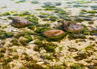  Seegras und Steine im Flachwasserbereich an einem sonnigen Tag bei Dänisch-Nienhof