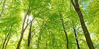 TITEL: »Frühlingsgrüne Bäume bei Eckernförde« ORT: Ostsee, Eckernförder Bucht, Eckernförde, Südstrand-Kiekut.