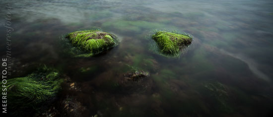  »Drei bewachsene Steine im Uferbereich vor Hohenfelde« DETAIL: Das Foto zeigt drei mit kleinem Röhrentang bewachsene Steine im Flachwasserbereich vor dem Strand von Hohenfelde.