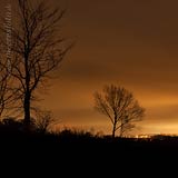  TITEL: »Winterliche Bäume in der Nacht auf Holnis« DETAIL: Laublose Bäume vor dem, von dänischen Ortschaften, erleuchtetem Himmel. ORT: Ostsee, Flensburger Bucht, Halbinsel Holnis.