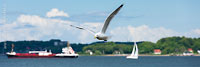  Eine Möwe im Flug vor einer Impression der Kieler Förde mit Frachtschiff, Segler und Seebrücke