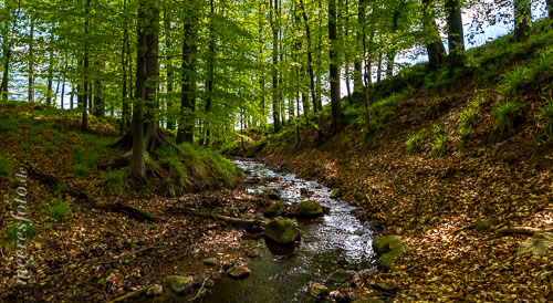 Ein Bach fließt durch einen kleinen Frühlingswald in der Probstei bei Dobersdorf