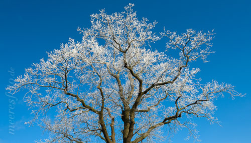  Vereister Baum an einem kalten und strahlend sonnigen Wintertag in der Probstei zwischen Stein und Laboe