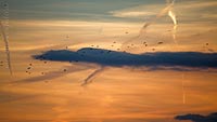  Kiel – September-04213 –  DETAIL: Ein Vogelschwarm zieht am Abendhimmel über die Kieler Förde Richtung Kiel Holtenau