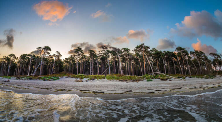Bäume am Rand der Ostsee
