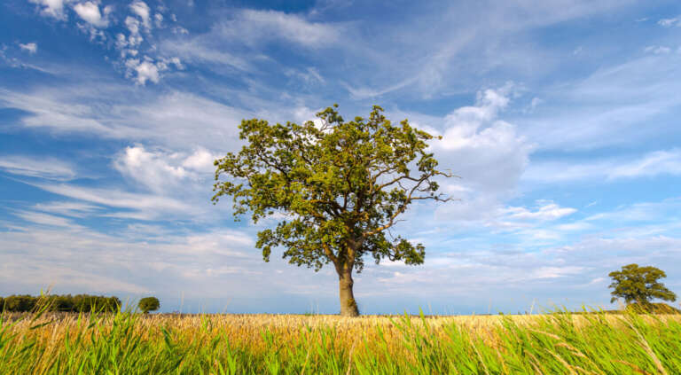 Baum unter wilden Wolken