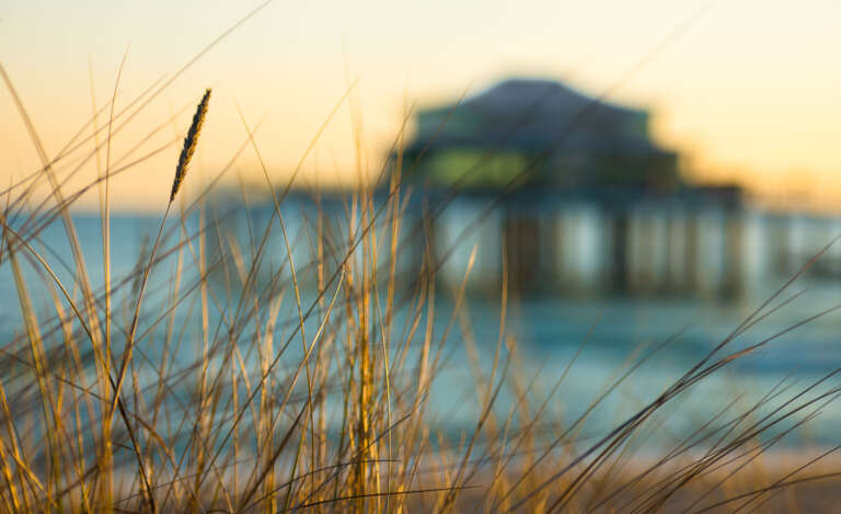 Dünengras im Morgenlicht am Timmendorfer Strand