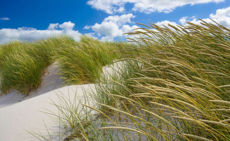 Dünengras im Sommerwind