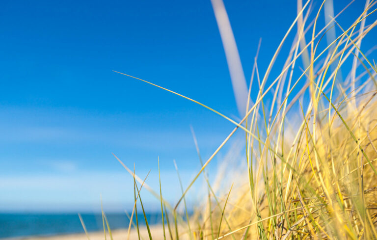 Dünengras und Ostsee auf Fehmarn