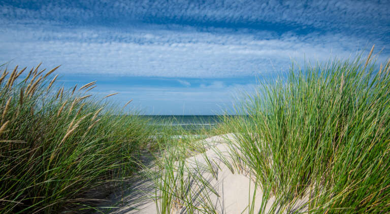 Dünengras vor dem Skagerak