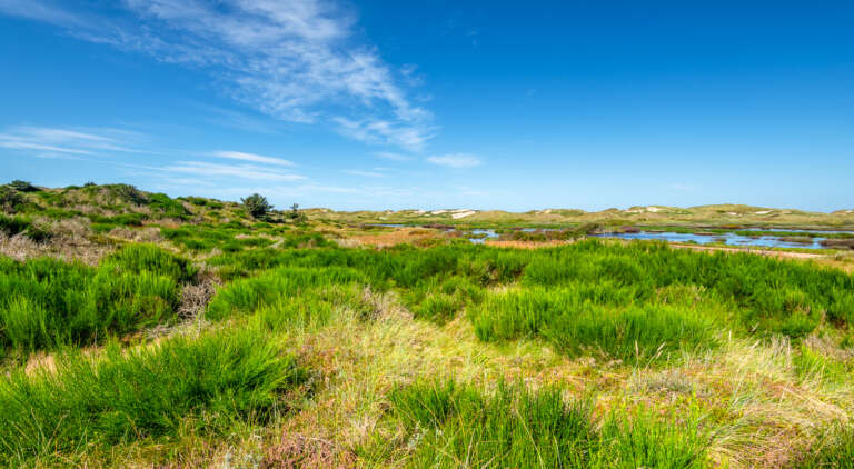 Dünenvorland in Gammel Skagen