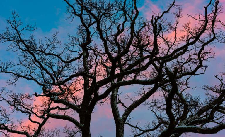 Ein Streifen Abendrot am Winterhimmel