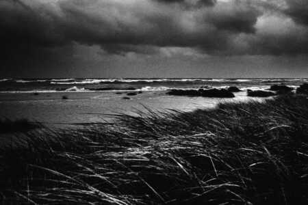 Dünengras im Naturschutzgebiet von Laboe im Wind während der Sturmflut 2023.