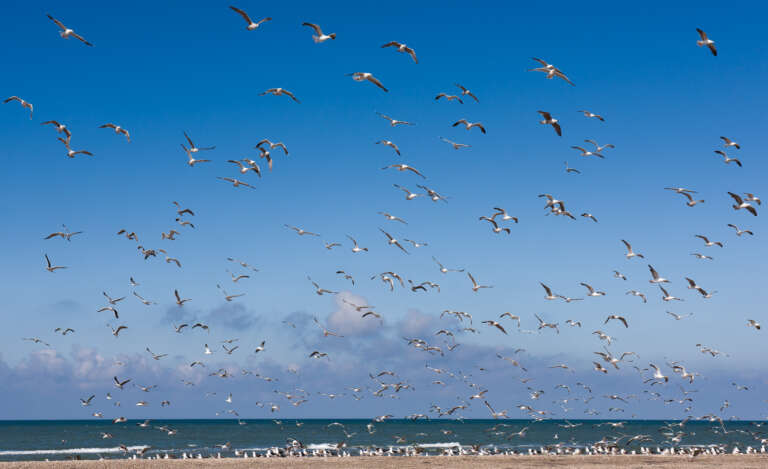 Möwen am Skagerak bei Skagen