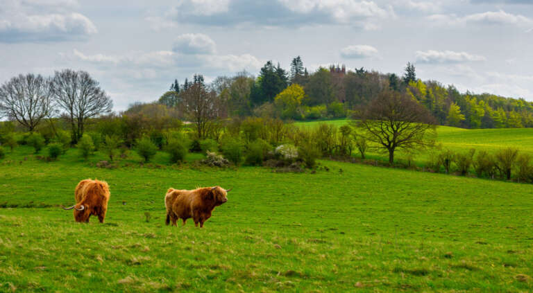 Schottische Hochlandrinder in der Holsteinischer Schweiz