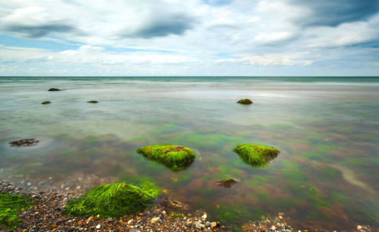 Seegras und Steine im Flachwasser