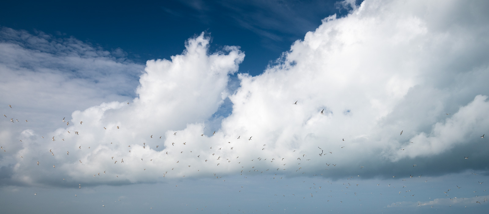 Seeschwalben vor Wolkenbank bei Skagen