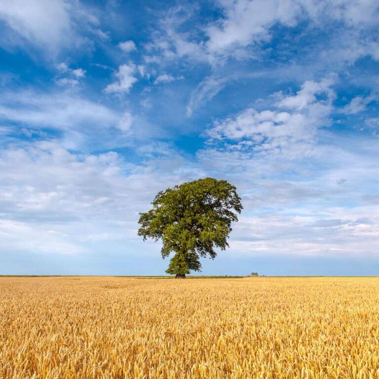 Sommerbaum bei Behrensdorf
