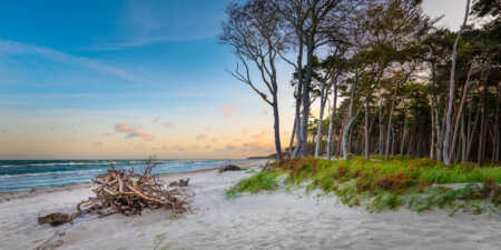 Strandholz am Darß