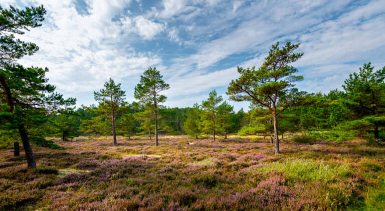 Torflandschaft in Dänemark bei Skagen